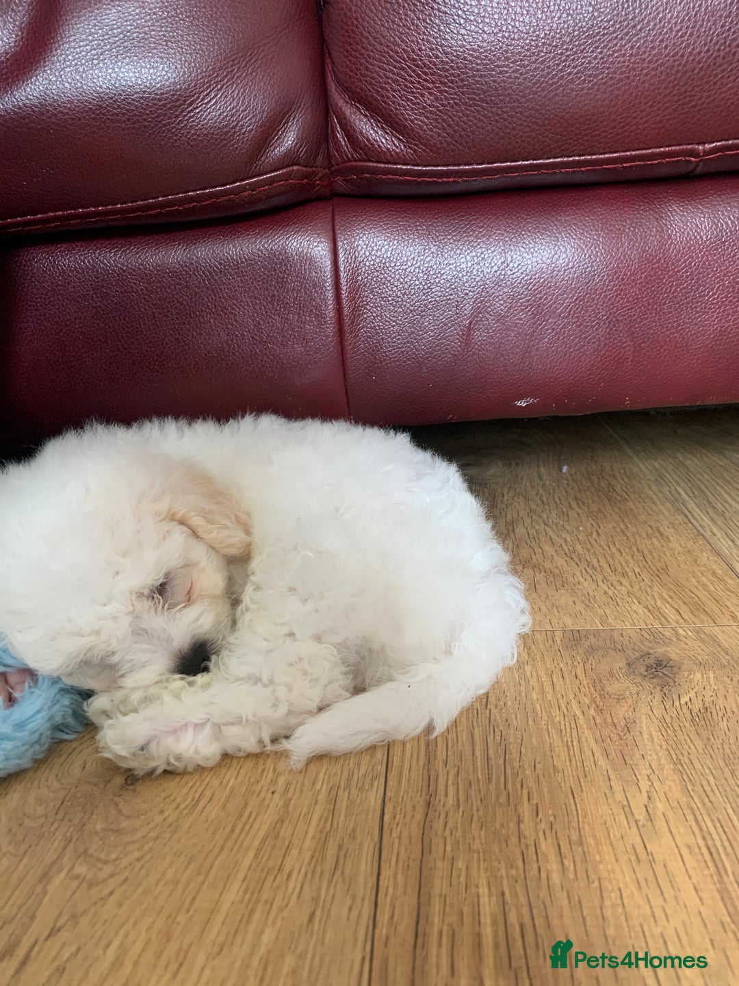 Bichon Frise dogs for sale: Bichon frise puppies 2 boys 1 girl - Image 12