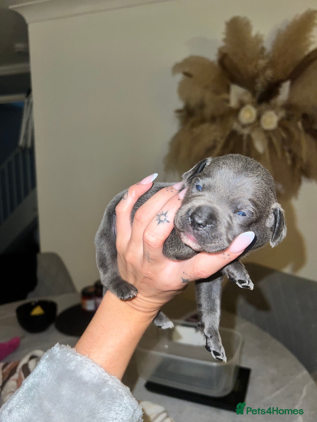 Mixed Breed dogs for sale: 🏡 Staff x American Bulldog Puppies  - Image 36