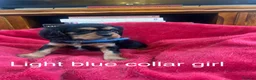 Cavalier King Charles Spaniel dogs for sale: DNA tested Cavalier king charles puppies in Pencader - Advert 4