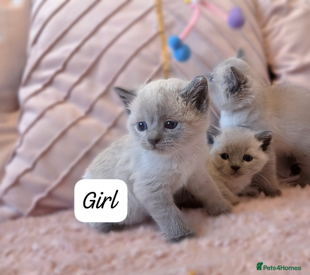 Ragdoll cats for sale: RAGDOLL X BSH KITTENS ❤️ - Image 5