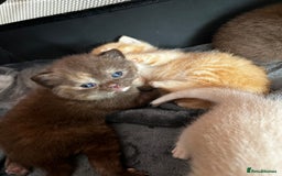 British Shorthair cats for sale: Beautiful pedigree bsh kittens  - Image 2