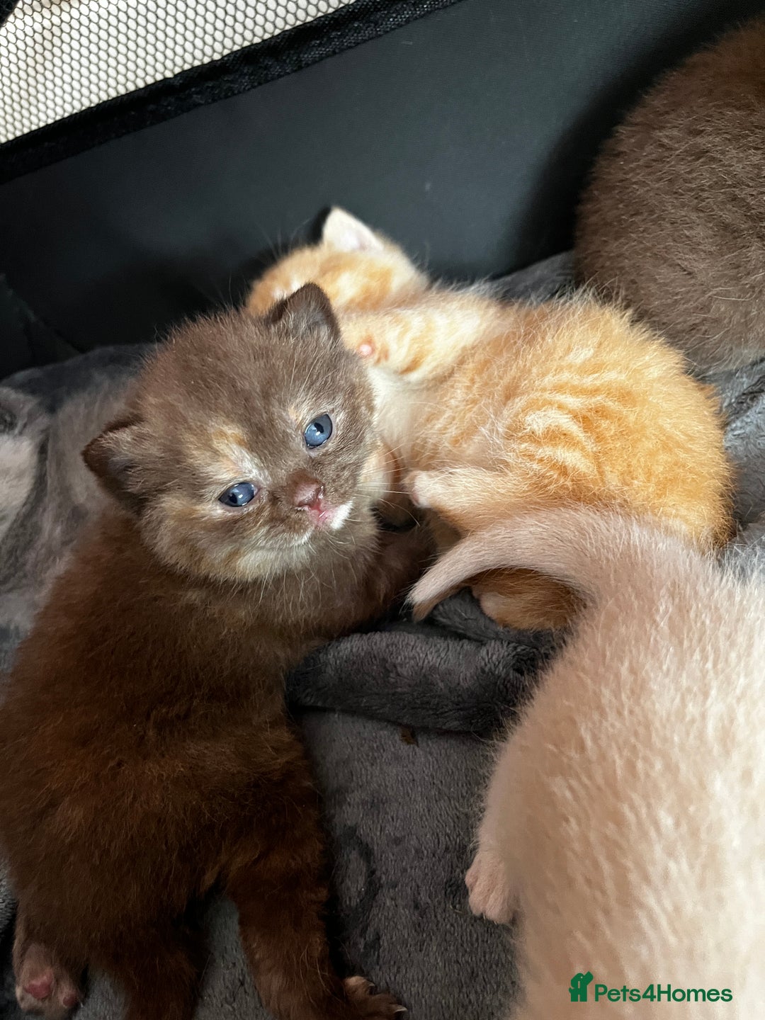 British Shorthair cats for sale: Beautiful pedigree bsh kittens  - Image 2