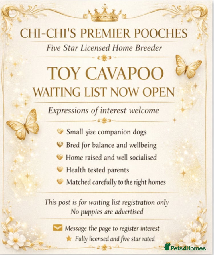 Cavapoo dogs WAITING LIST Toy Cavapoo puppies  - Advert 7