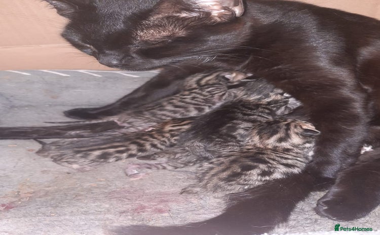 Bengal cats 5 stunning boy bengal x snow lynx  - Advert 3