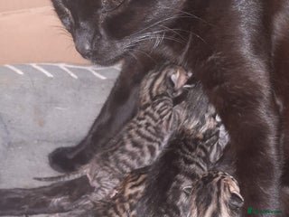 Bengal cats 5 stunning boy bengal x snow lynx - Advert 1