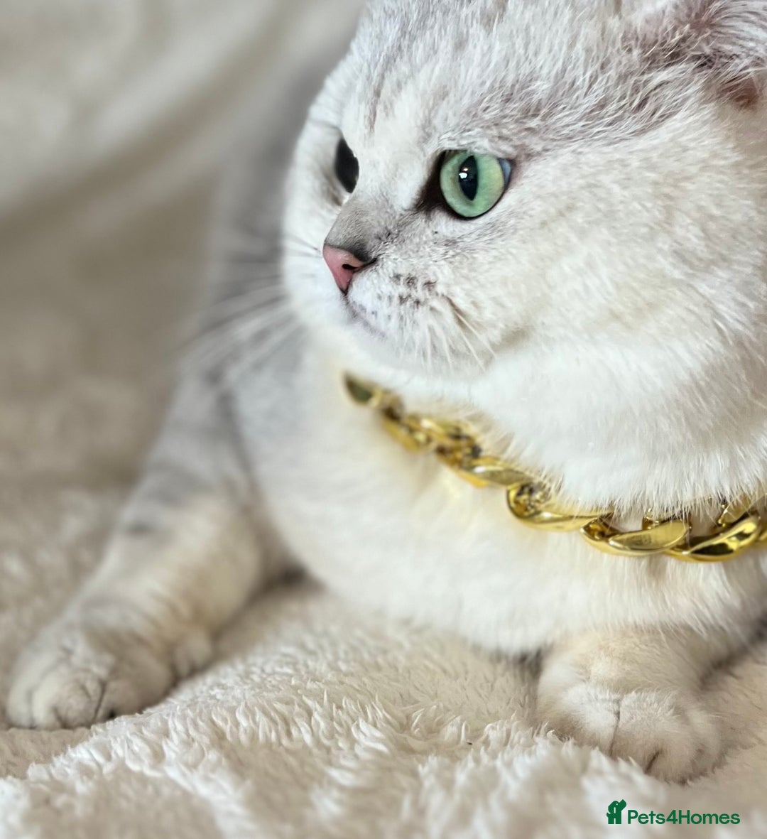 British Shorthair cats for sale: BSH🤍Zubracat Gucci 🤍GCCF🌟 - Advert 8