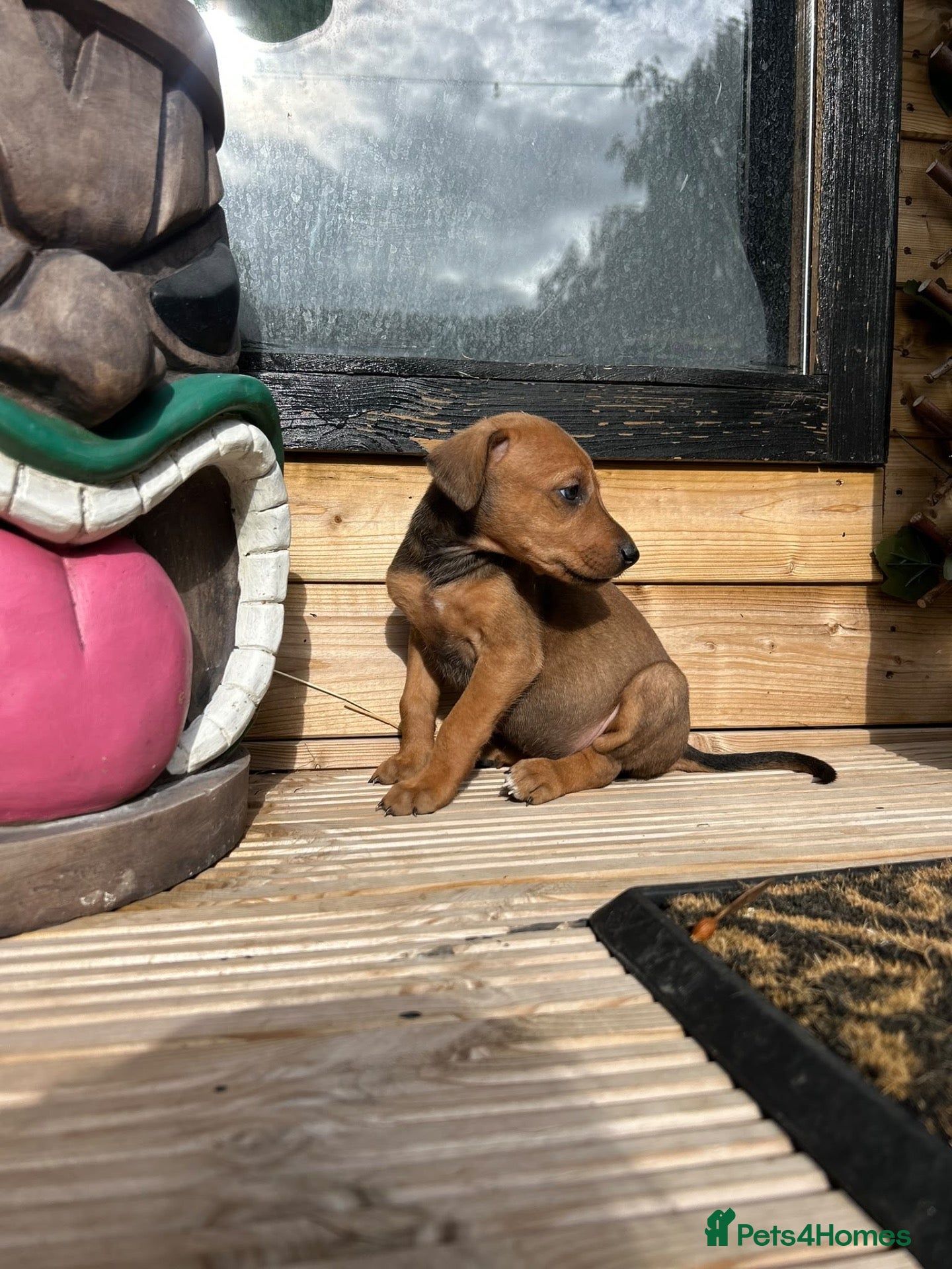 Mixed Breed dogs 🐾 STUNNING DOBERMAN × LURCHER PUPPIES 🐾 - Advert 2