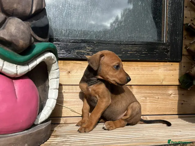 Mixed Breed dogs 🐾 STUNNING DOBERMAN × LURCHER PUPPIES 🐾 - Advert 6