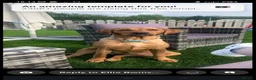 Labrador Retriever dogs for sale: Beautiful Chunky Labrador Puppies in Caernarfon - Advert 3