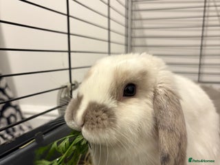 Mixed Breed rabbits Rabbits for adoption - Advert 1