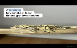 Gecko reptiles for sale: BEAUTIFUL CRESTED GECKOS   in Chigwell - Image 14