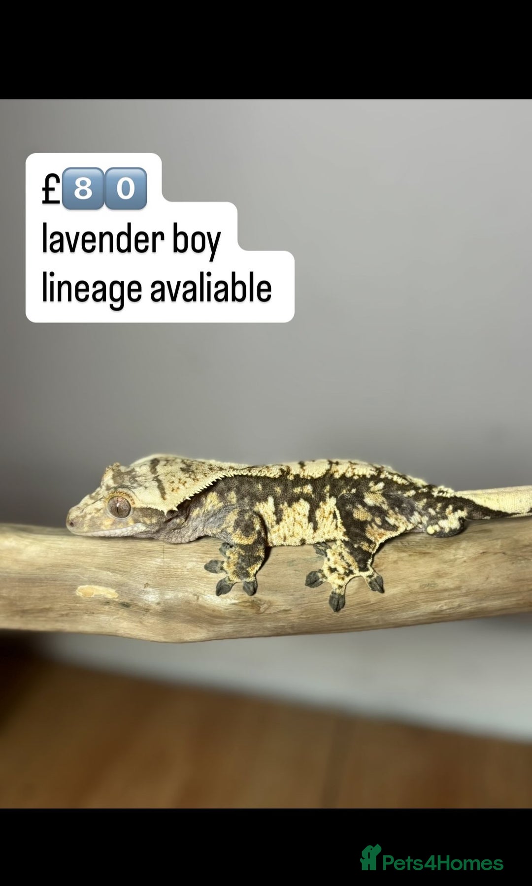 Gecko reptiles for sale: BEAUTIFUL CRESTED GECKOS   in Chigwell - Image 14