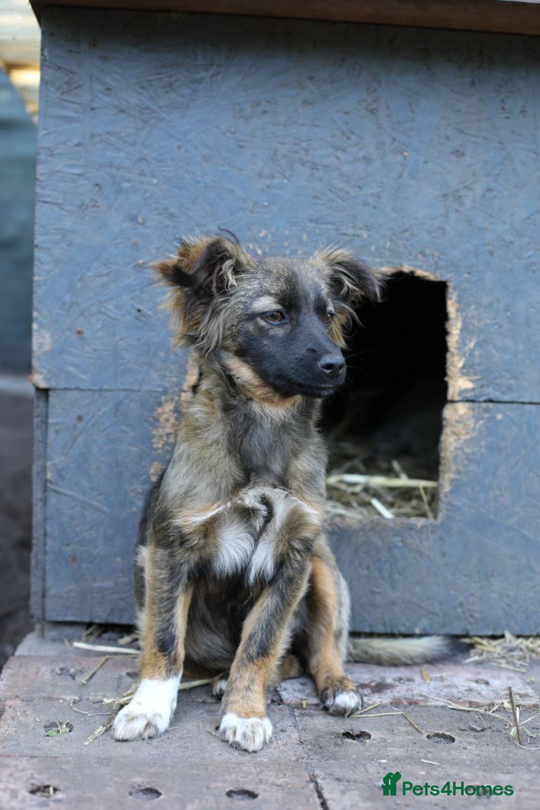 Mixed Breed dogs for adoption: 💖🐶 LOLLY & JOLIE 🐶💖 - Image 34