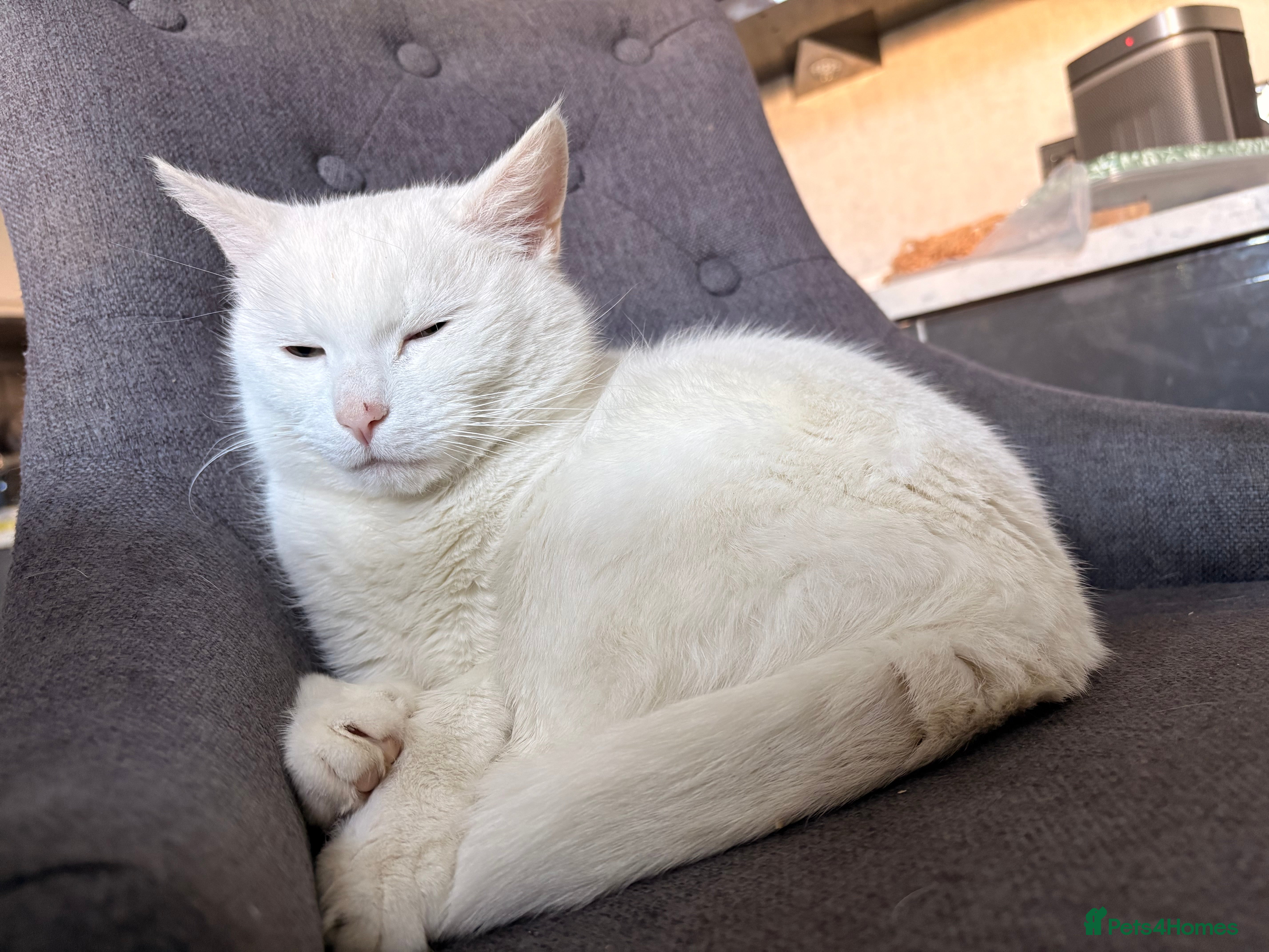 Mixed Breed cats Cat looking for quieter home - Advert 13