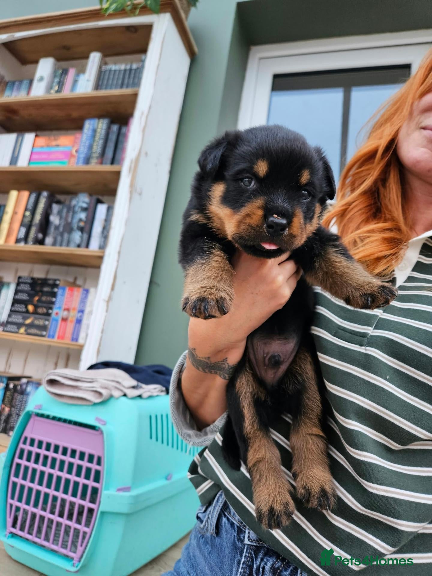 Rottweiler dogs Beautiful Family Raised Rottweiler Puppies - Advert 2