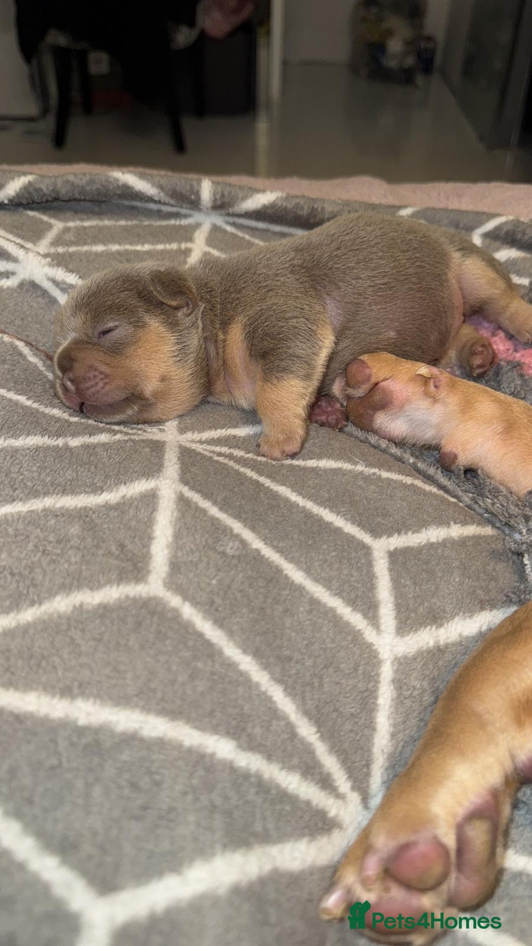 French Bulldog dogs for sale: Outstanding Frenchie pups  - Advert 9