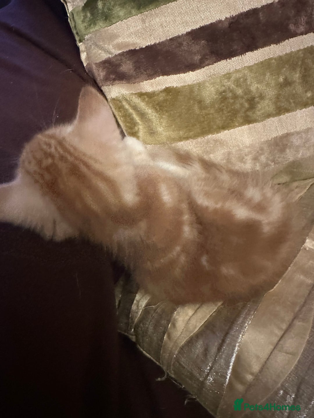 Mixed Breed cats for sale: Stunning fluffy and short haired ready now  - Image 23