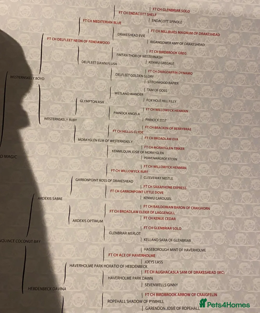 Labrador Retriever dogs for sale: Ftch kc reg labrador puppies  - Advert 18