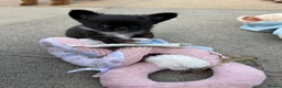 Chihuahua dogs for sale: Super tiny & stunning Chihuahua Boy 🐾 - Advert 16