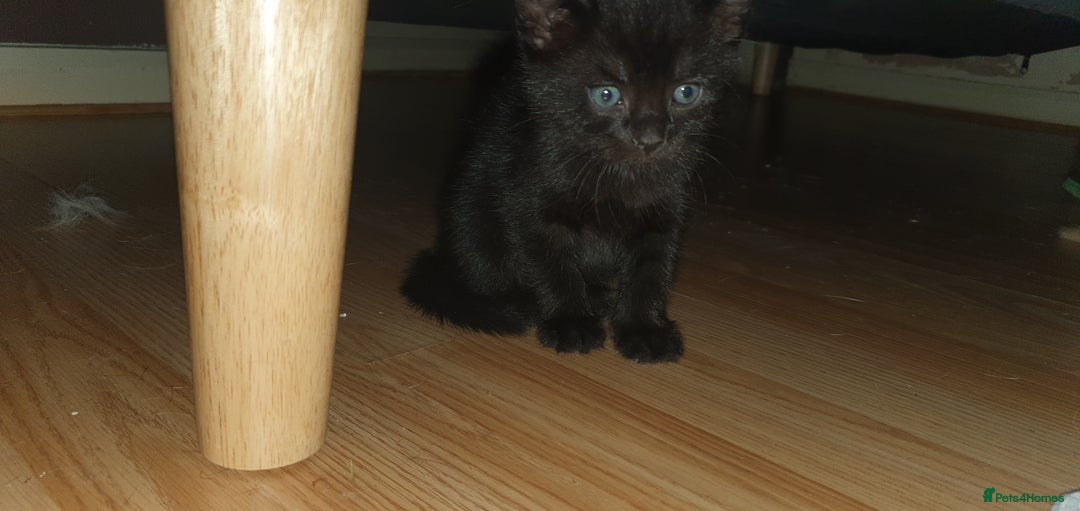 British Shorthair cats for sale: Kittens for sale - Image 1