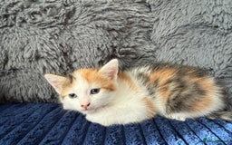 Mixed Breed cats for sale: Adorable Kittens Ready for Their Forever Homes!  - Image 11