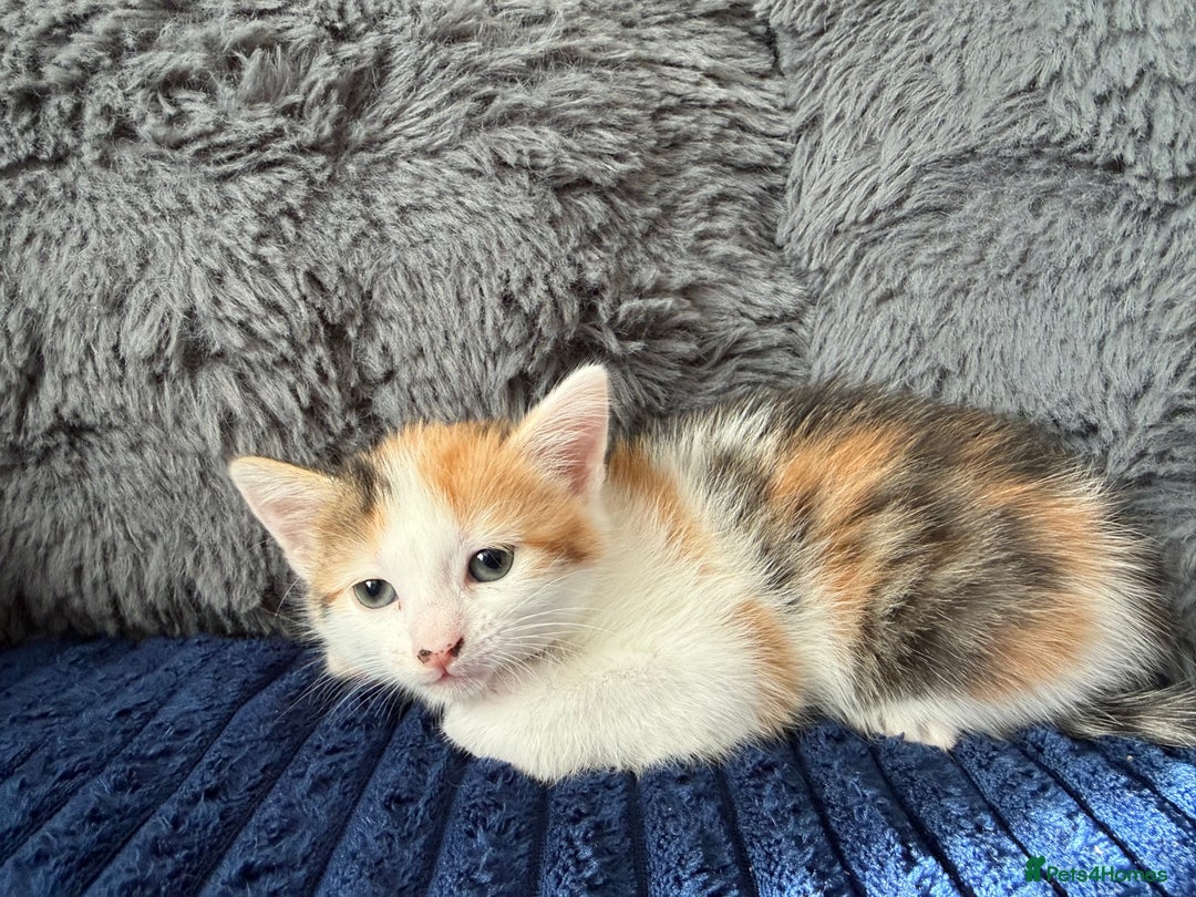 Mixed Breed cats for sale: Adorable Kittens Ready for Their Forever Homes!  - Image 11