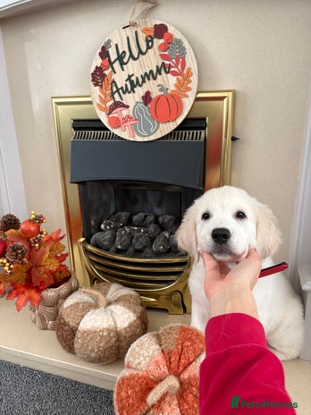 Golden Retriever dogs - Advert 1