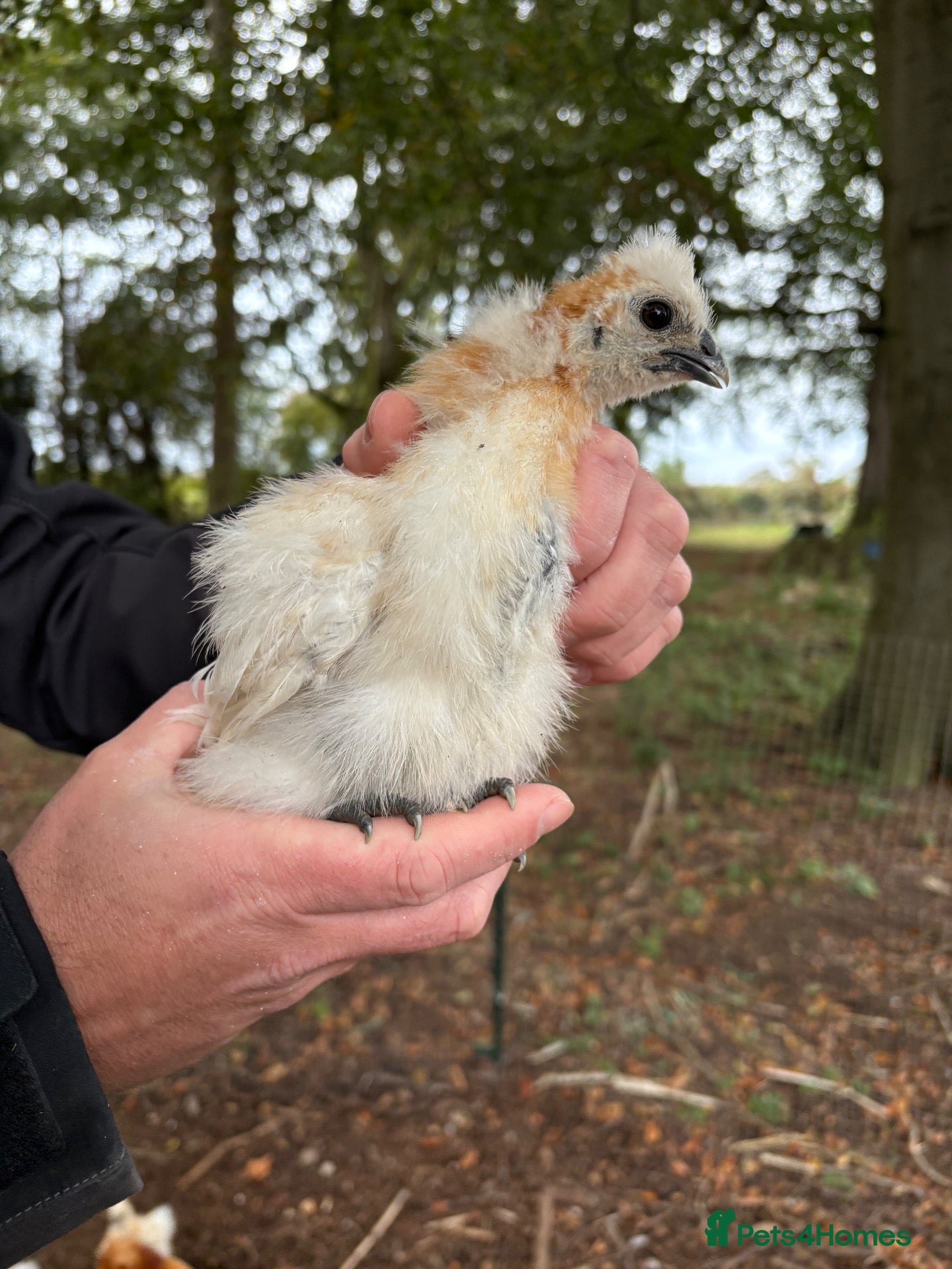 Chickens poultry Pure Silkie Chicks - Advert 2