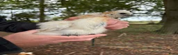 Chickens poultry for sale: Pure Silkie Chicks - Advert 1