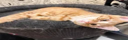 Mixed Breed cats for sale: 3 Gorgeous Ginger Kittens with 4 weeks insurance - Advert 4
