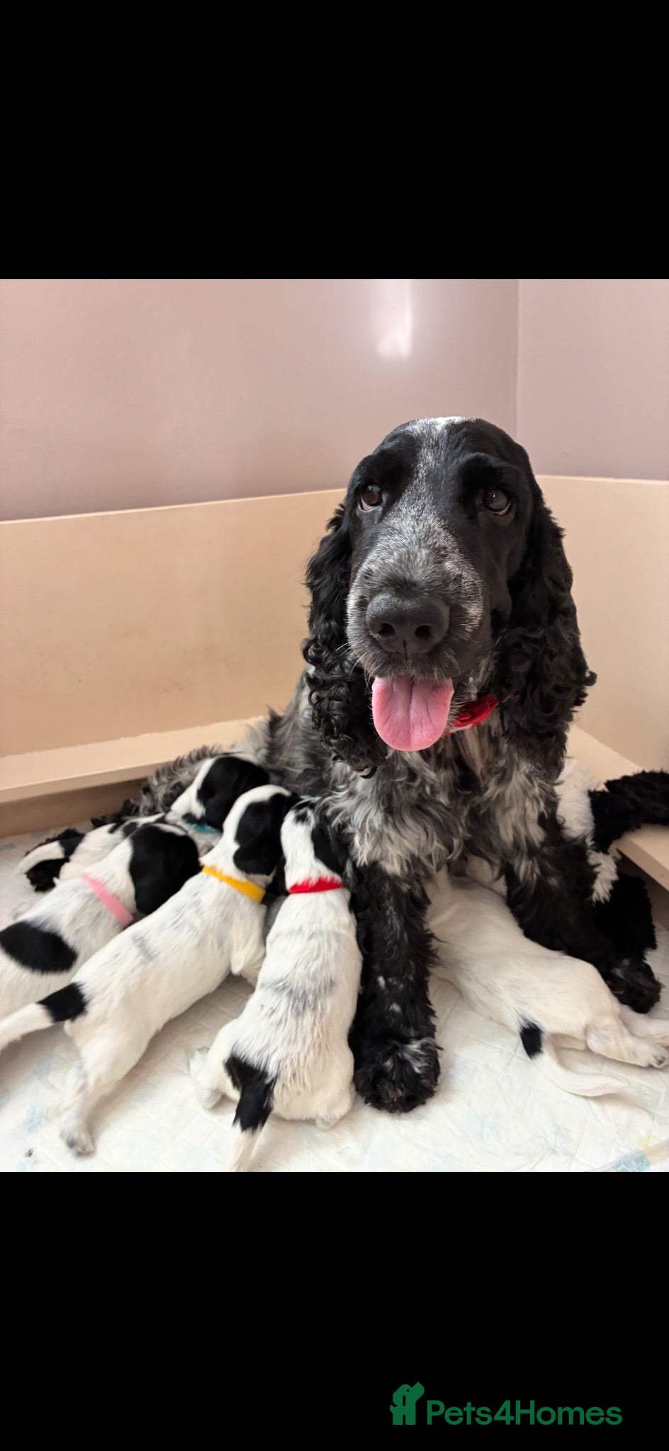 Cocker Spaniel dogs 6 Beautiful Cocker Spaniel Puppies for Sale - Advert 2