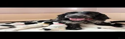 Cocker Spaniel dogs for sale: 6 Beautiful Cocker Spaniel Puppies for Sale - Advert 2