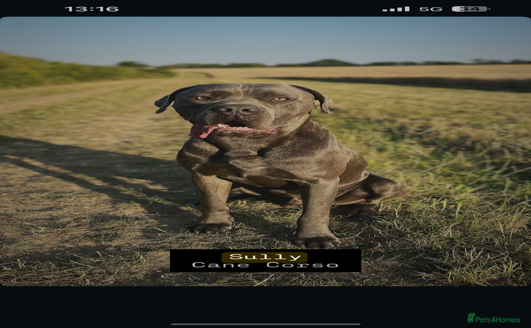 Mixed Breed dogs - Advert 1