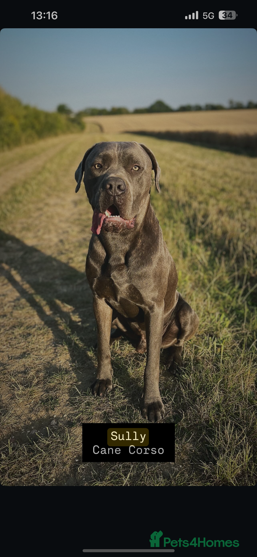 Mixed Breed dogs for sale: 2 year old mastiff  - Image 1