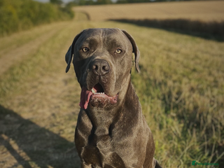Mixed Breed dogs - Advert 4