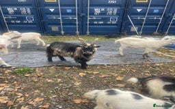 Goats livestock for sale: Billy Pigmy Goat - Image 3