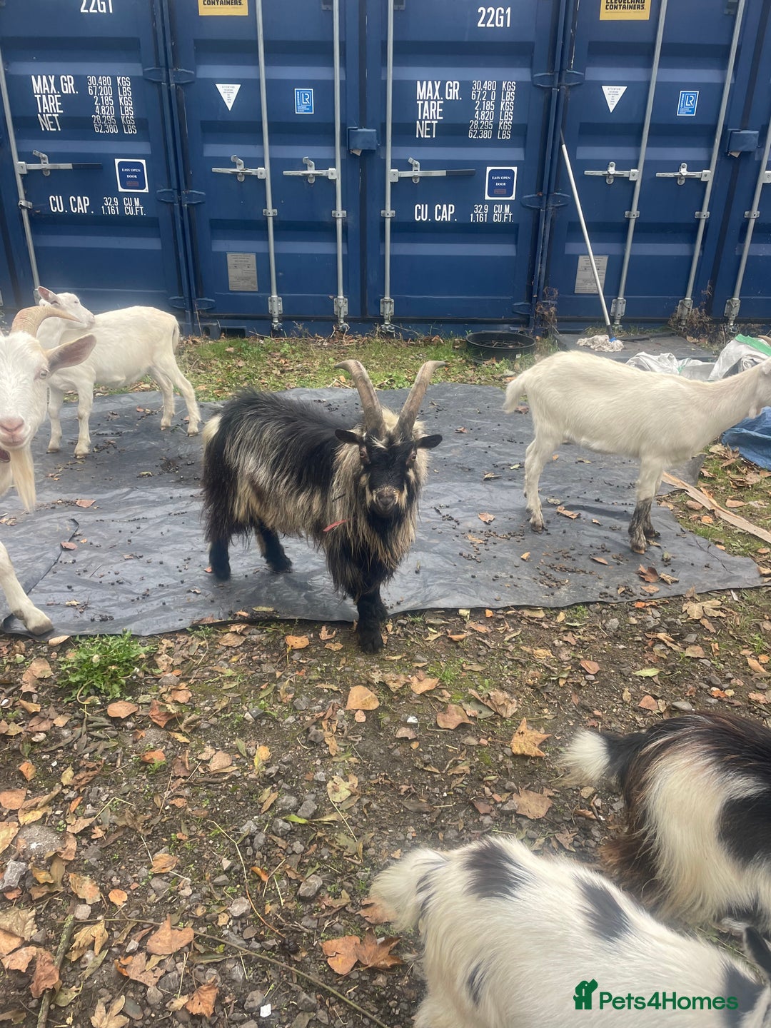 Goats livestock for sale: Billy Pigmy Goat - Image 3