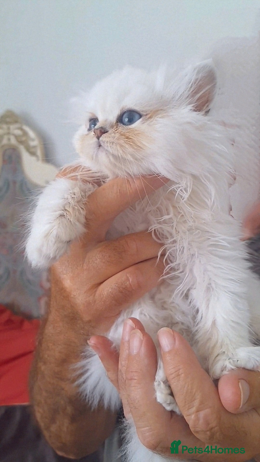 Persian cats for sale: Quality pure bred white tipped kittens - Image 6