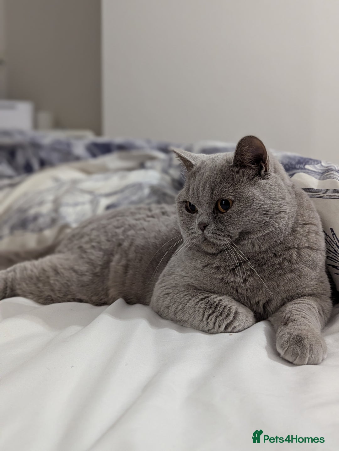 British Shorthair cats for stud: Champion British shorthair  in Derby - Image 3