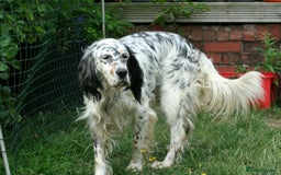 English Setter dogs for adoption: Thor  - Image 16
