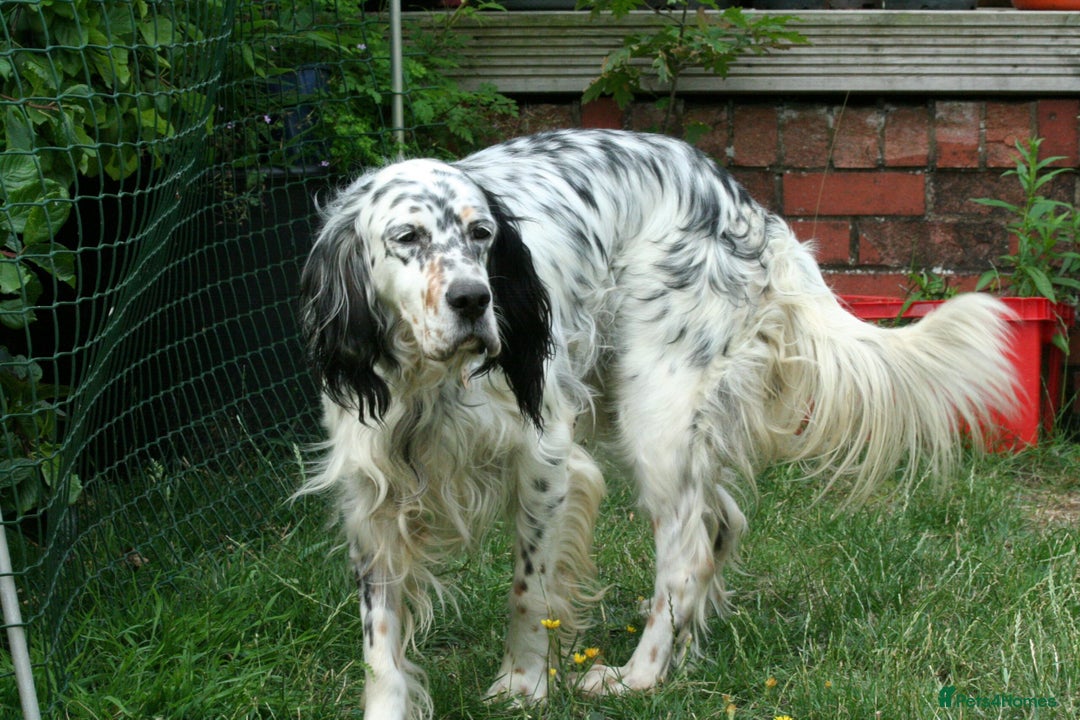 English Setter dogs for adoption: Thor  - Image 16