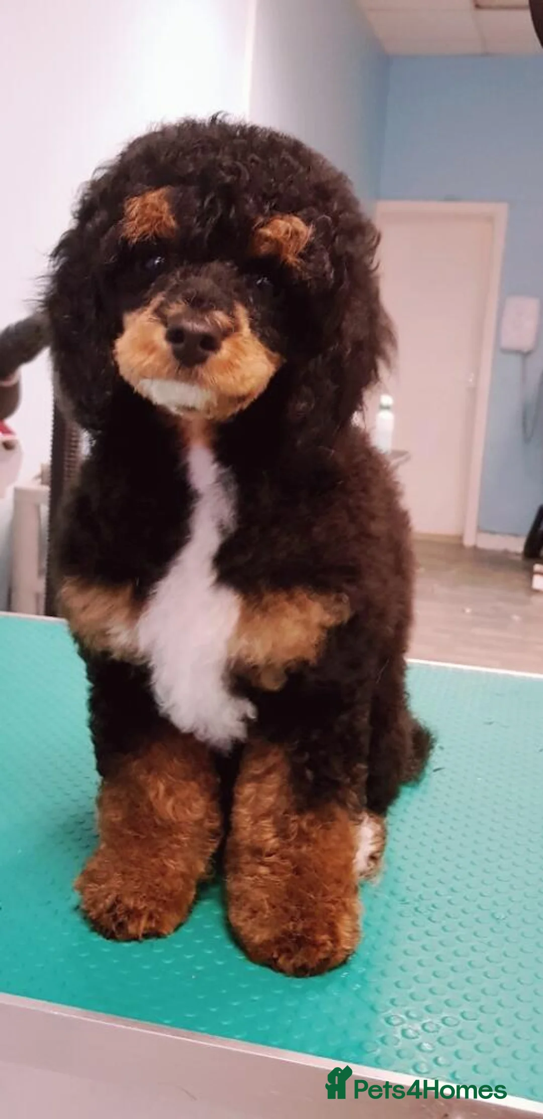 Toy Poodle dogs for stud: Tri Coloured Toy and Miniature studs in Northallerton - Advert 8