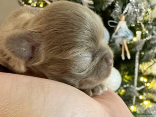 Chihuahua dogs Kc reg chocolate and lilac LC quality puppies - Advert 4