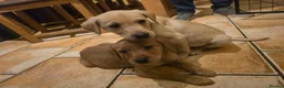 Labrador Retriever dogs for sale: Kc registered labrador pups in Omagh - Advert 3