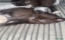 Mixed Breed cats for sale: kittens  - Image 6