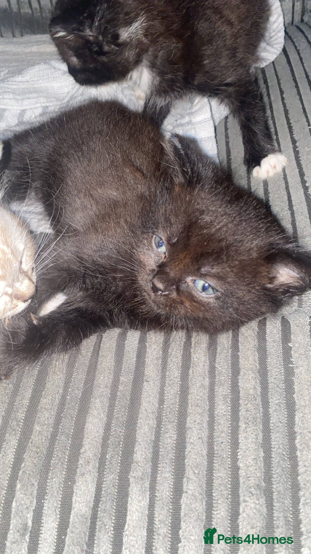Mixed Breed cats for sale: kittens  - Image 6