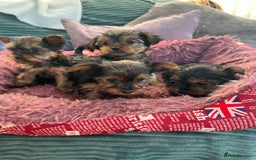 Yorkshire Terrier dogs for sale: Stunning Yorkshire terriers - Image 8