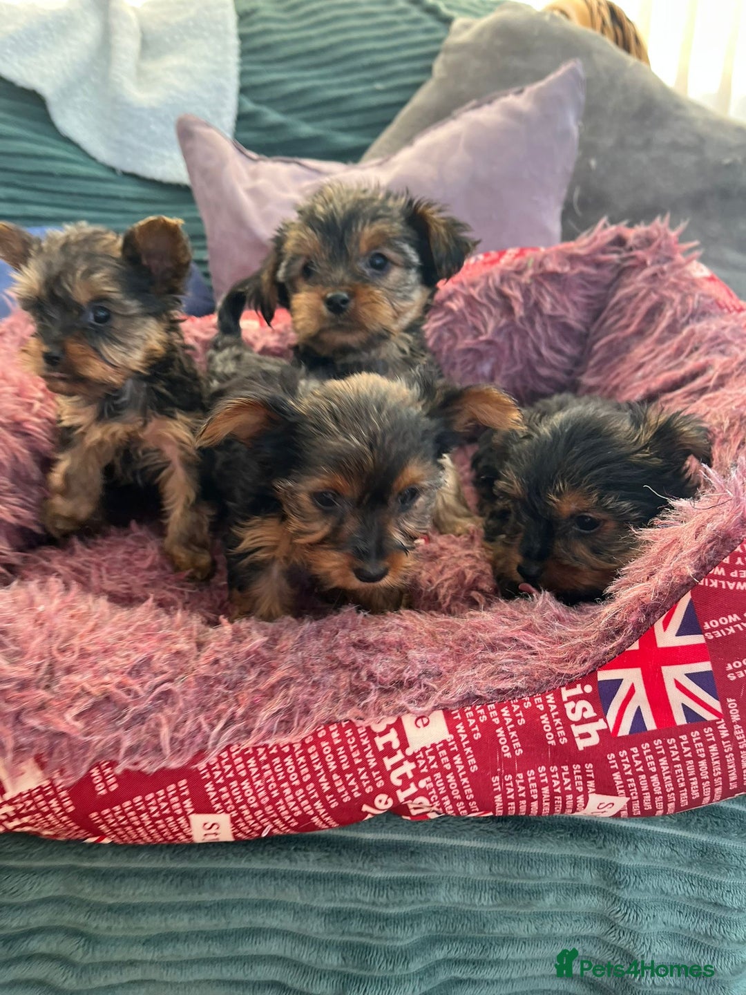 Yorkshire Terrier dogs for sale: Stunning Yorkshire terriers - Image 8