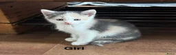Mixed Breed cats for sale: 5 kittens ready for new homes.  - Advert 1