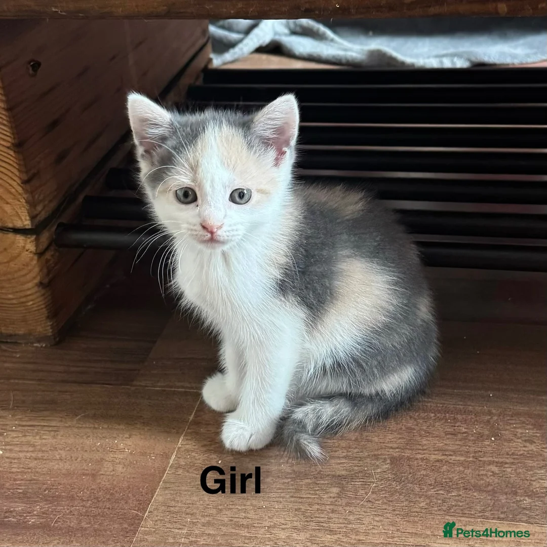 Mixed Breed cats for sale: 5 kittens ready for new homes.  - Advert 1